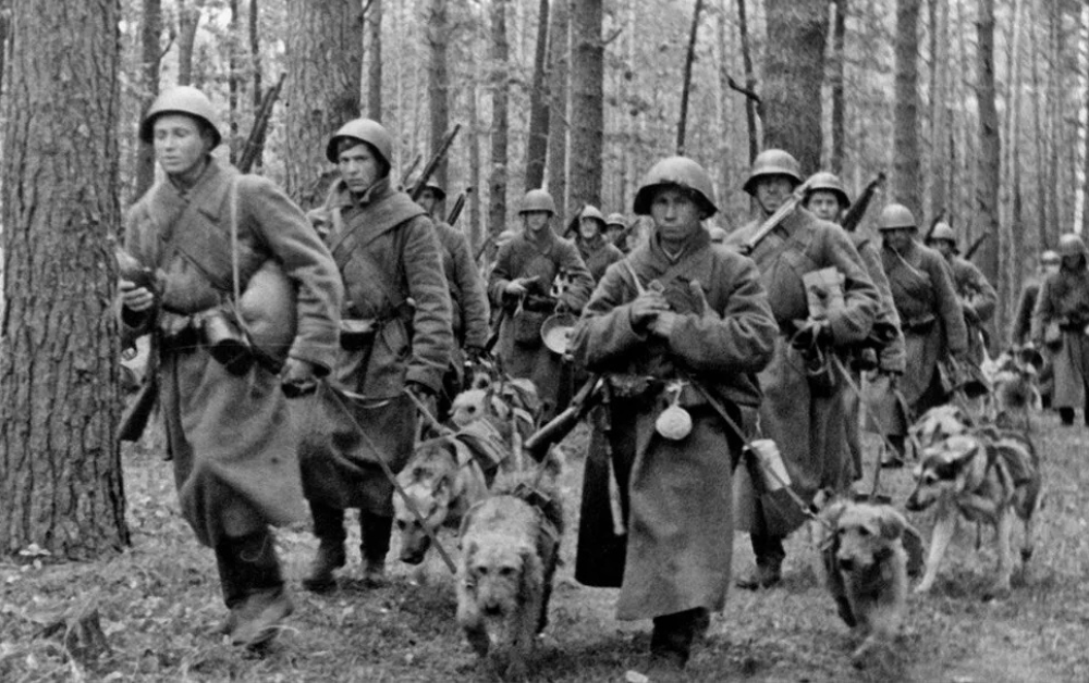 Cani con soldati dell'Armata Rossa - Dogs with Red Army's soldiers